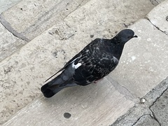 Columba livia domestica