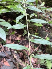 Rhynchospermum verticillatum