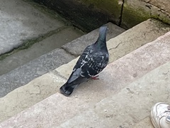 Columba livia domestica