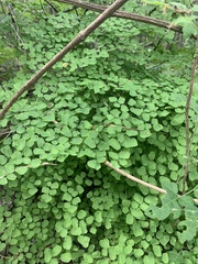 Adiantum tricholepis