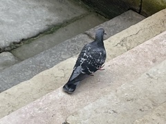 Columba livia domestica
