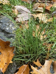 Allium vineale