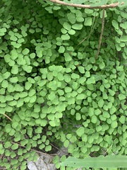 Adiantum tricholepis