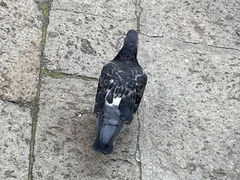 Columba livia domestica