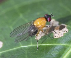 Sapromyza sciomyzina