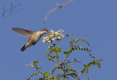 Leucolia violiceps