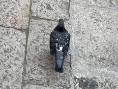 Columba livia domestica