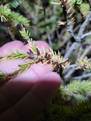 Arceuthobium pusillum