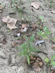 Persicaria bicornis