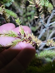 Arceuthobium pusillum