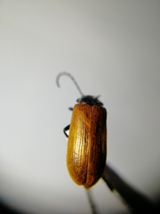 Pseudocistela ceramboides