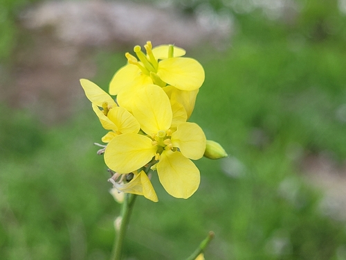 Representative image of Brassica fruticulosa fruticulosa
