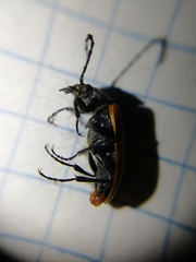 Pseudocistela ceramboides