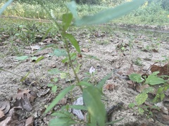 Persicaria bicornis