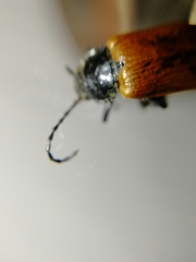 Pseudocistela ceramboides