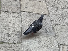 Columba livia domestica