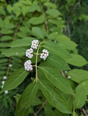 Callicarpa