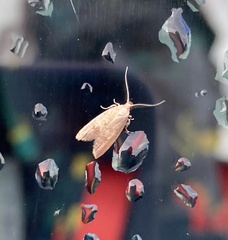 Tachystola acroxantha