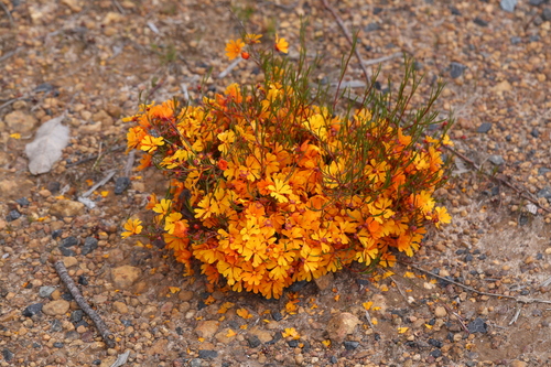 Hibbertia stellaris iNat (1)