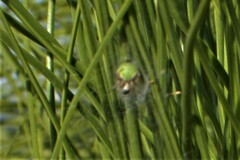 Araneus detrimentosus