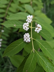Callicarpa