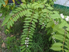Callicarpa
