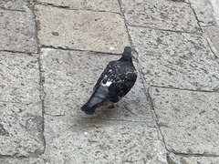 Columba livia domestica