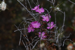 Drosera drummondii