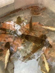 Hypentelium nigricans