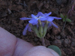 Manulea fragrans