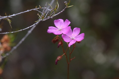 Drosera drummondii