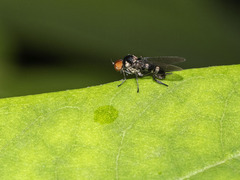 Callomyia dives