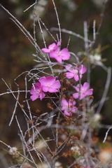Drosera drummondii