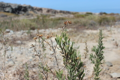 Tessaria absinthioides