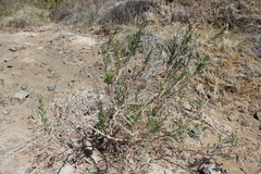 Tessaria absinthioides