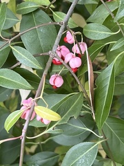 Euonymus europaeus