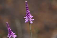 Comesperma
