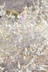 Comesperma