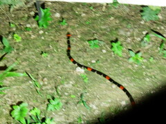 Micrurus lemniscatus