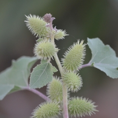 Xanthium strumarium