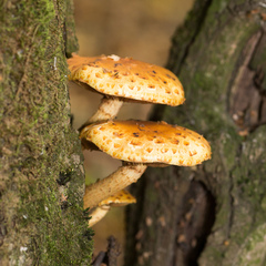 Pholiota aurivella