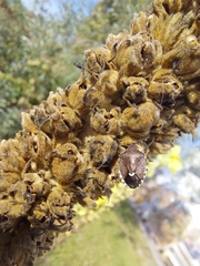 Holcostethus sphacelatus