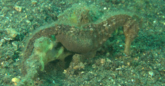 Hippocampus kuda
