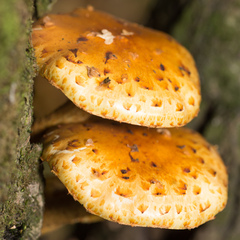 Pholiota aurivella
