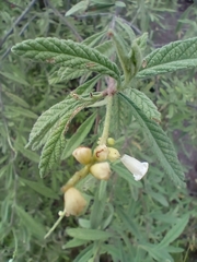 Varronia curassavica