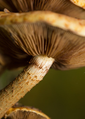 Pholiota aurivella