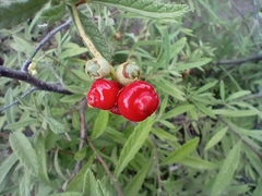 Varronia curassavica