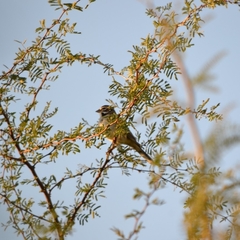 Chondestes grammacus