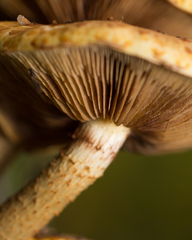 Pholiota aurivella