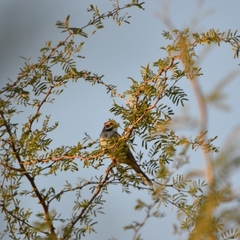 Chondestes grammacus